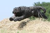 BOUVIER DES FLANDRES 001